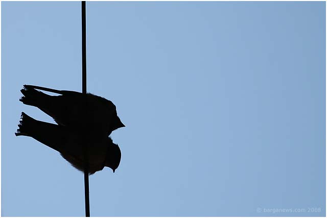 Barga Daily Image – 17 July 2008