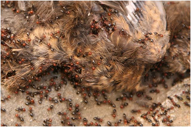 Barga Daily Image – 18 July 2008