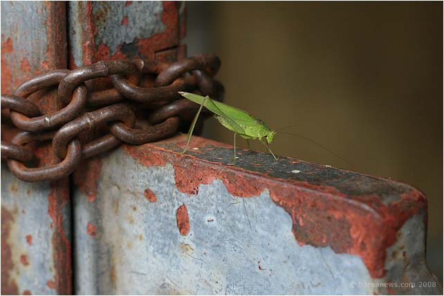 Barga Daily Image – 8 November 2008