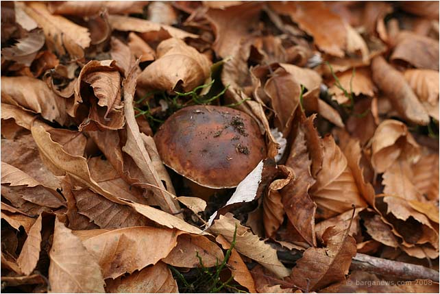 Barga Daily Image – 21 November 2008