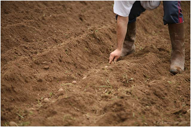 lorto-seeding-potatoes-barga-007 lorto-seeding-potatoes-barga-007