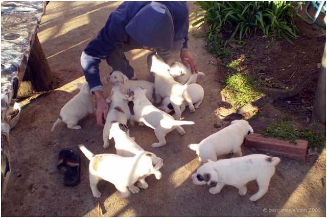 Puppies, puppies and yet more puppies