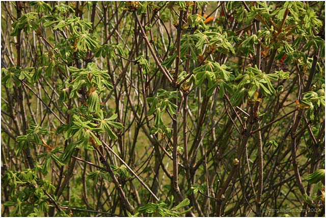 Barga Daily Image – 14 April 2009