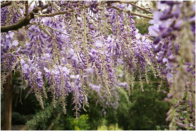 Barga Daily Image – 24 April 2009