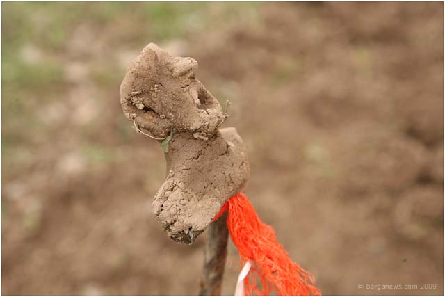 Onions and the Paddy field