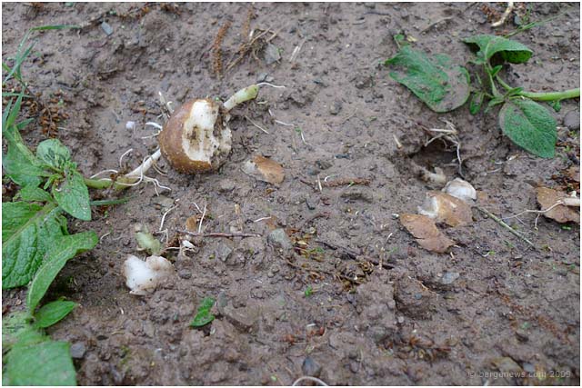 lorto-vegetable-garden-2009003 lorto-vegetable-garden-2009003