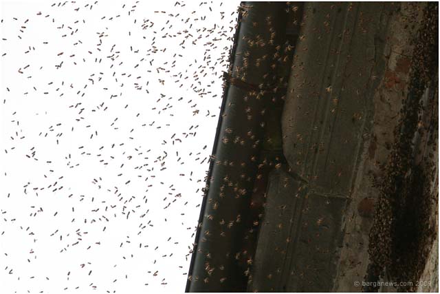 Barga Daily Image – 4 May 2009