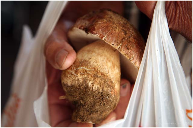 funghi-porcini-barga-2009001 funghi-porcini-barga-2009001