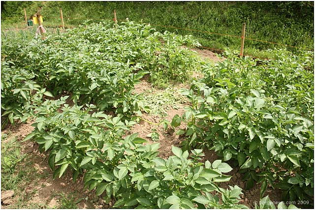 Vegetable garden – Badgers and CD's