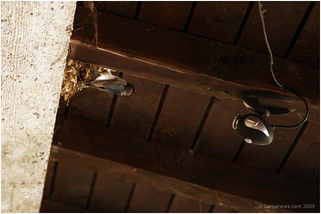 nestcam-in-barga-_09388 nestcam-in-barga-_09388