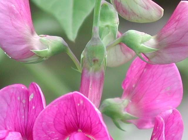 Barga Book Club – The Inheritance of Loss