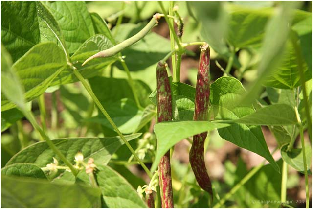 Barga Daily Image – 8 July 2009