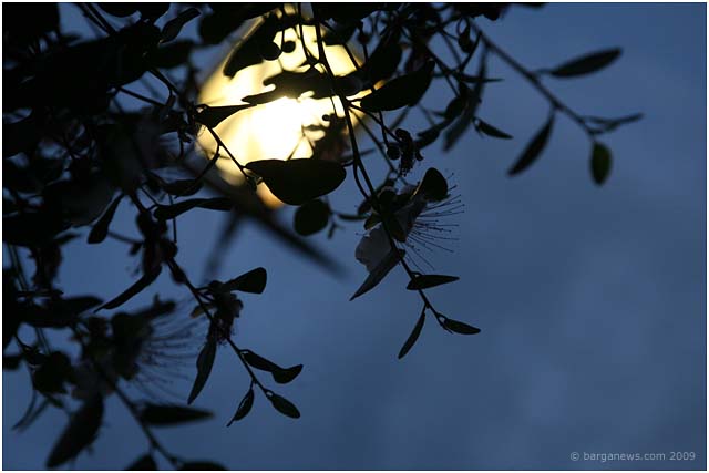 Barga Daily Image – 13 July 2009