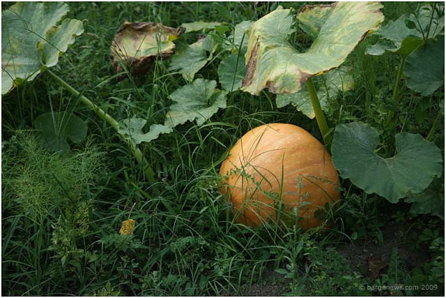 Barga Daily Image – 15 August 2009