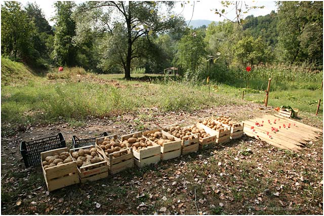 Barga Daily Image – 20 August 2009