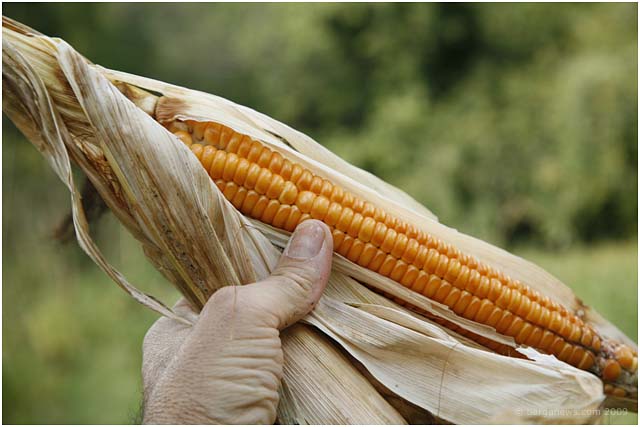 Barga Daily Image – 10 September 2009