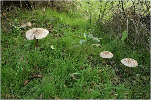 Barga Daily Image – 24 September 2009