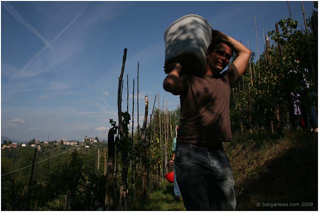 vendemmia grape picking in barga 2009015 vendemmia grape picking in barga 2009015
