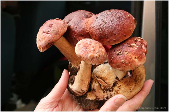 barga _24807 barga _24807