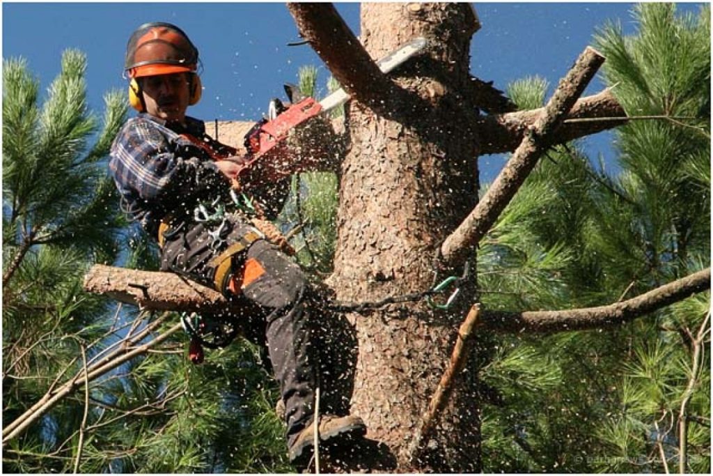 Last of the large trees cut down in Barga Vecchia