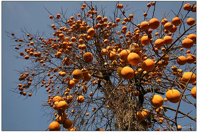 Barga Daily Image – 7 November 2009