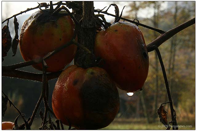 Barga Daily Image – 8 November 2009