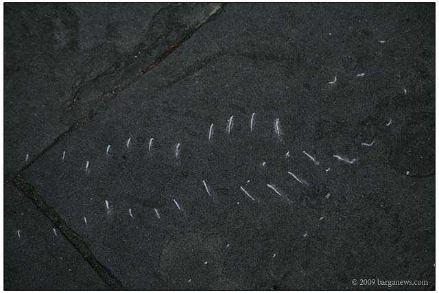 Barga Daily Image – 15 December 2009