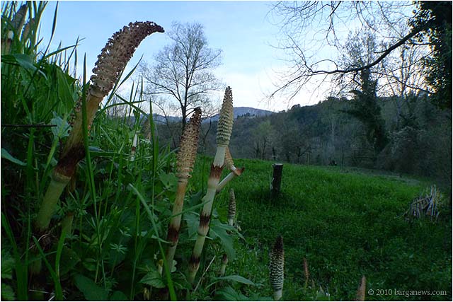 Concime Lorto Barganews Vegetable Garden Barga 20100406 0006 – 6 April 2010