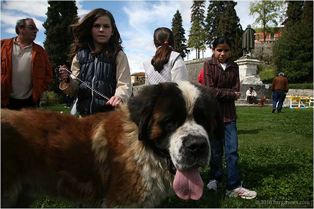 dog show in barga 20100424_ 0014