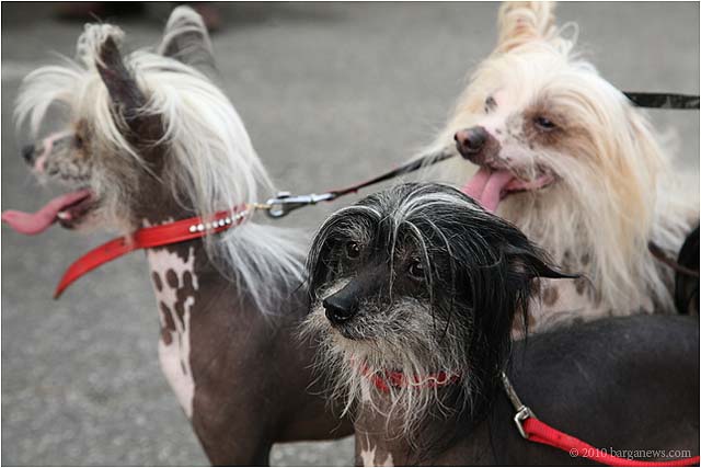 Dog Show In Barga 20100424 0018 – 24 April 2010