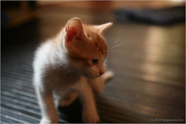 kittens in barga 20100419_ 0001