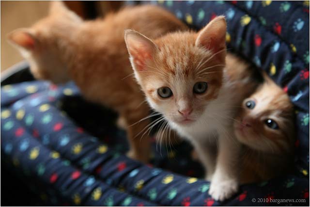 Kittens In Barga 20100419 0005 – 19 April 2010