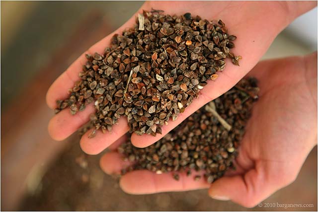 saraceno in barga20100422_ 0007