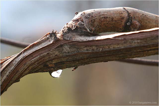 spring in barga 20100414_ 0009