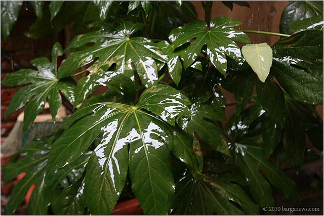 IMG 1684 4451 – 24 May 2010