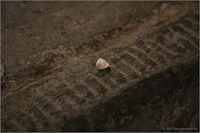 IMG 3376 6140 – 24 May 2010