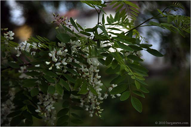 IMG 3689 6327 – 24 May 2010