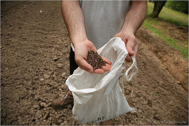 Finally the saraceno seeds are sown