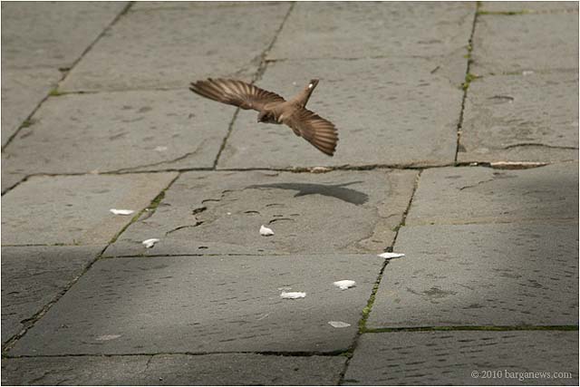 Swallows In Barga 5999 – 24 May 2010