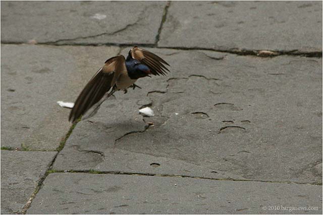 Swallows on the ground