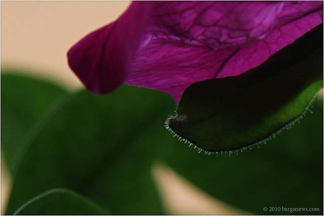 Barga Flowers – 24 June 2010