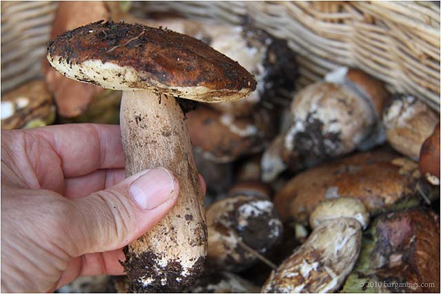 Images From Barga 11 – 24 July 2010