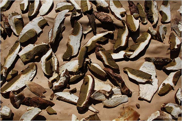 Images From Barga – 24 July 2010