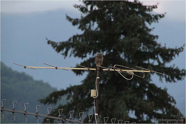 Images Of Barga 11 – 24 July 2010