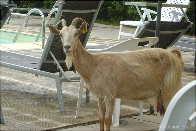 goat at villa moorings in barga