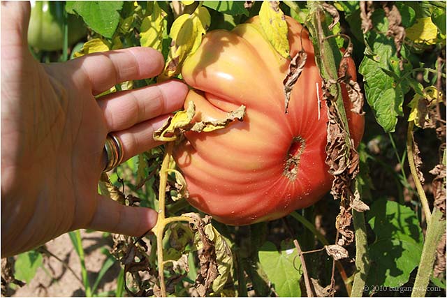 Barganews vegetable garden