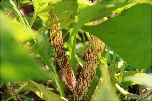 IMG 1351 – 24 August 2010