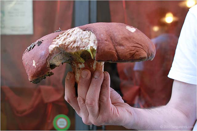 Porcini mushrooms in Scotland