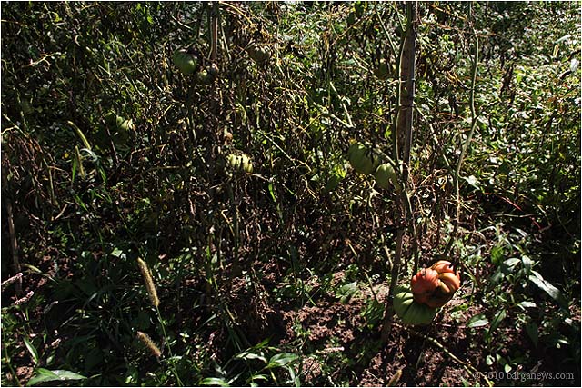 IMG 2232 – 24 August 2010