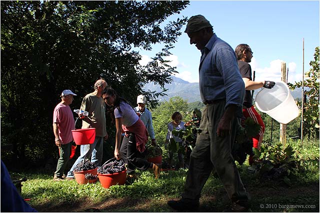 vendemmia in barga
